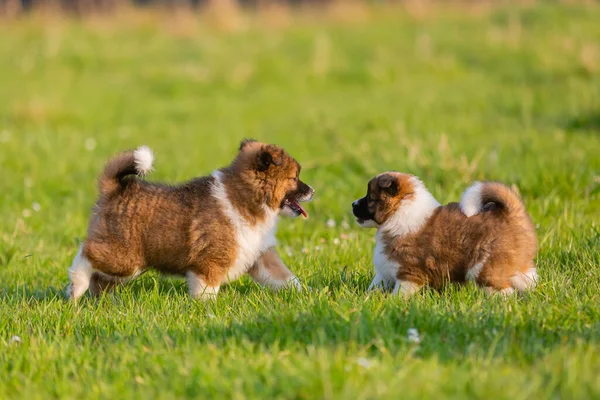 Twee Schattige Elo Puppies Spelen Weide — Stockfoto