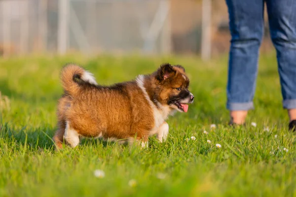 Portrait Cute Elo Puppy Walking Lawn — Stock Photo, Image