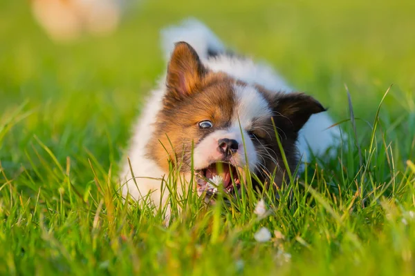 Gambar Seekor Anak Anjing Elo Tergeletak Halaman Dan Makan Rumput — Stok Foto