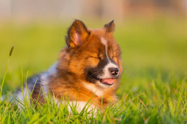 Portrait Cute Elo Puppy Lying Lawn — Stock Photo, Image