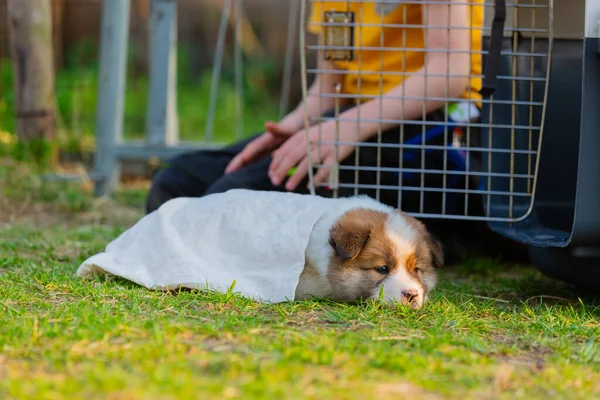 Image Chiot Elo Mignon Qui Dort Sur Pelouse — Photo