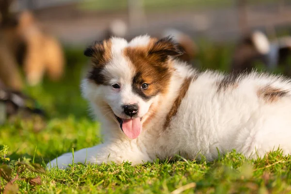 Retrato Filhote Cachorro Elo Bonito Deitado Gramado — Fotografia de Stock