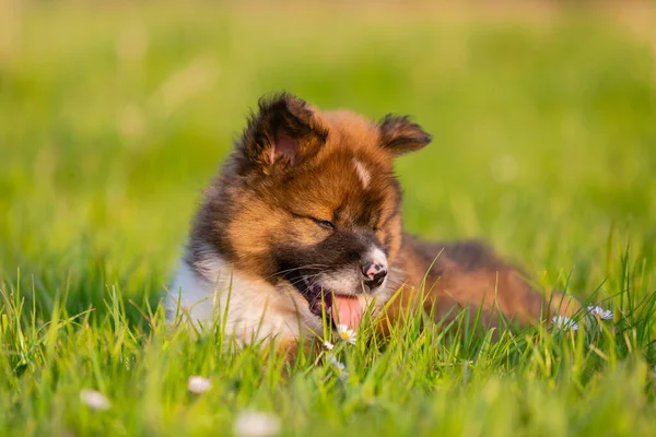Retrato Filhote Cachorro Elo Bonito Deitado Gramado — Fotografia de Stock