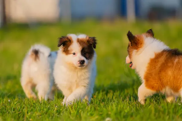 Foto Grupo Filhotes Cachorro Elo Bonitos Gramado — Fotografia de Stock