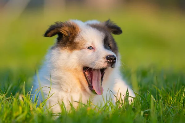 Retrato Filhote Cachorro Elo Bonito Deitado Gramado Bocejo — Fotografia de Stock