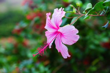 Bir Hibiscus ağacının pembe bir çiçeğinin resmi