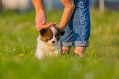 Yaşlı kadın dışarıda sevimli bir elo yavrusu besliyor.