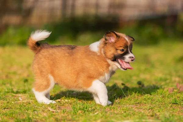 Bahçede Yürüyen Bir Elo Köpeği Resmi — Stok fotoğraf