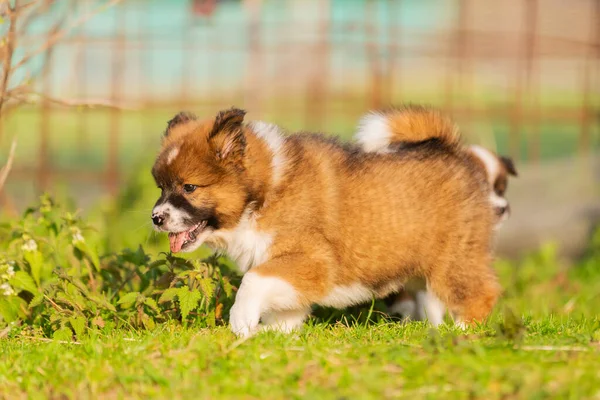 芝生の上を歩く可愛いエル子犬の肖像画 — ストック写真
