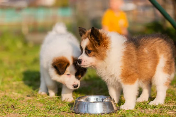 Immagine Cuccioli Elo Una Ciotola Alimentazione — Foto Stock
