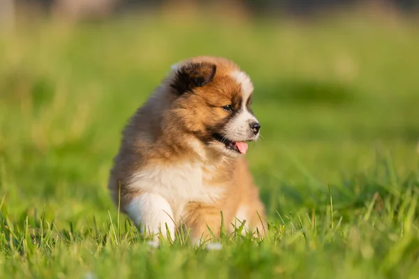 마당을 귀여운 강아지의 — 스톡 사진