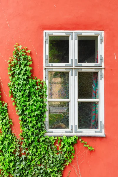Picture Ivy Covered House Red Wall — Stock Photo, Image
