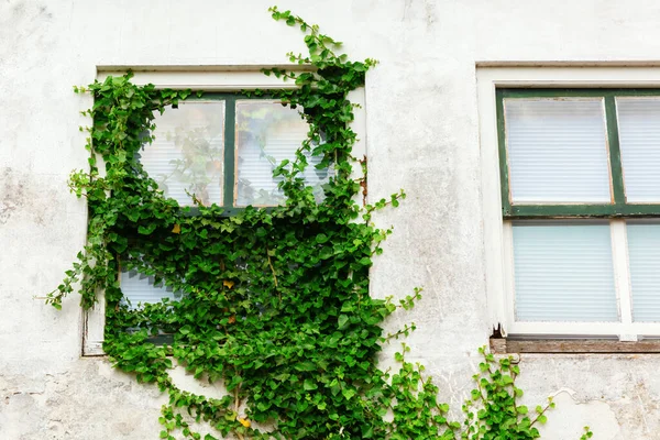 Bild Ett Murgrönsfönster Vid Ett Gammalt Hus — Stockfoto