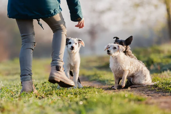 stock image picture of a woman walking with cute small dogs outdoors