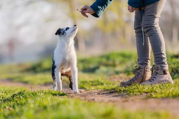 Bild Kvinna Som Leker Med Söt Valp Utomhus — Stockfoto