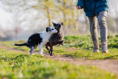 Dışarıda küçük sevimli köpeklerle yürüyen bir kadın resmi.