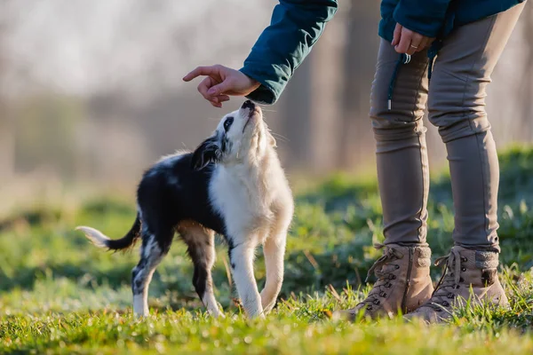 Imagen Una Mujer Jugando Con Lindo Cachorro Aire Libre — Foto de Stock