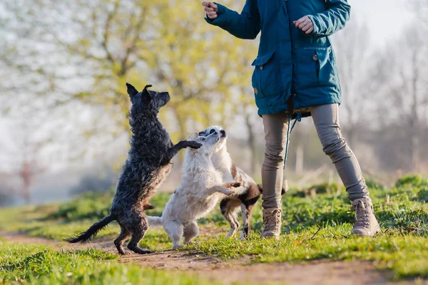 Foto Uma Mulher Andando Com Cães Pequenos Bonitos Livre — Fotografia de Stock