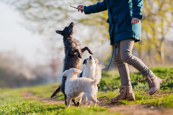 Picture Woman Walking Cute Small Dogs Outdoors — Stock Photo, Image