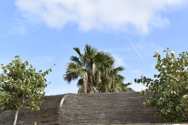 Visa tak och palmer från parken — Stockfoto
