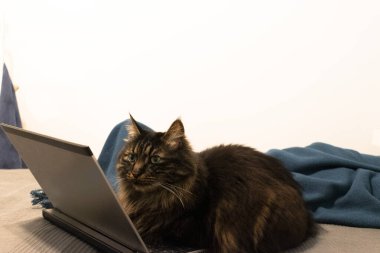 Kedi yatakta, karantina süresi dolmak üzere.