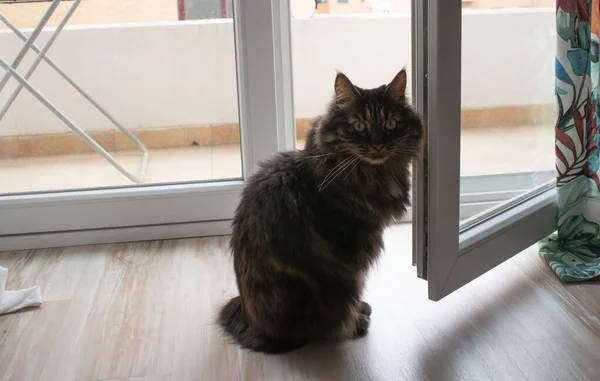 Kot Szklane Drzwi Balkonu — Zdjęcie stockowe