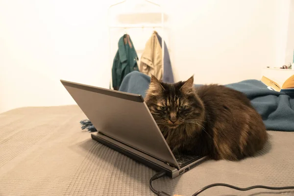 Cat on the bed with notebook quarantine