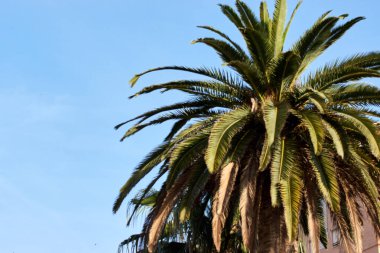 Palmiye desenleri ve açık mavi gökyüzü