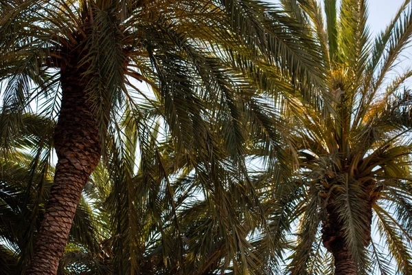 Pattern Palmas Light Blue Sky — Stock Photo, Image