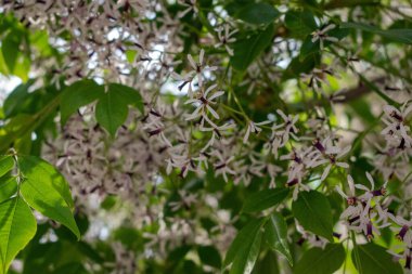 Bahar, beyaz çiçekli ağaç, çam ağacı