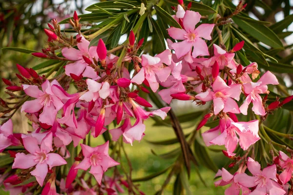 Pink spring flower on tree