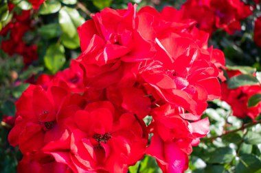 Çiyli kırmızı çiçek yakın plan