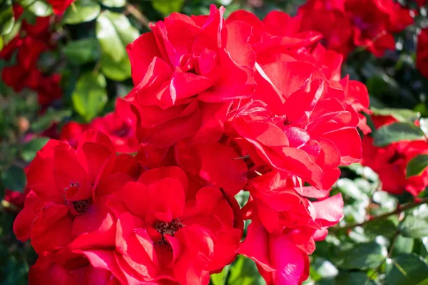 Fleur Rouge Avec Rosée Close Plan — Photo