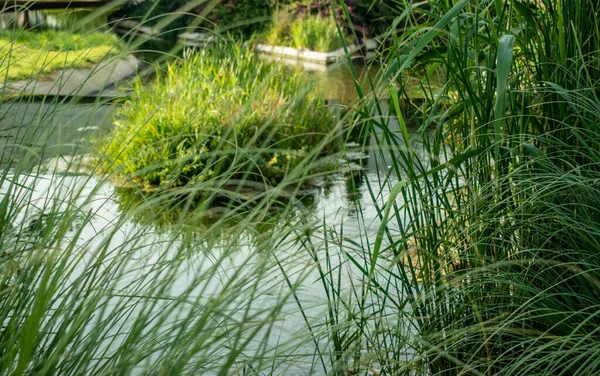 Parken Vatten Och Gräs — Stockfoto