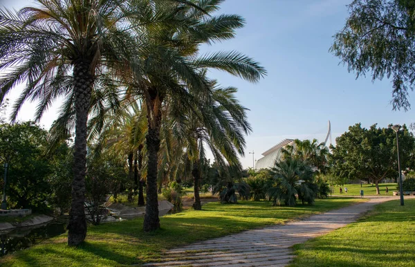 Palme Tufiș Apă Verde Iarbă — Fotografie, imagine de stoc