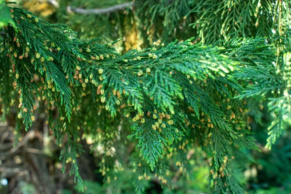 Bright Green Branch Pine Needles — Stock Photo, Image