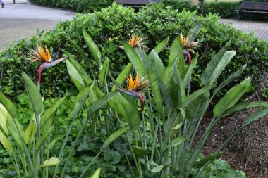 Çiçekler Park 'taki turnalara benziyor.