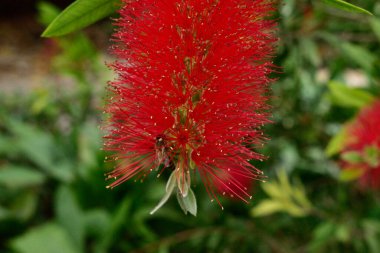 Kabarık kırmızı çiçek ve yeşil yapraklar arıya yakın.