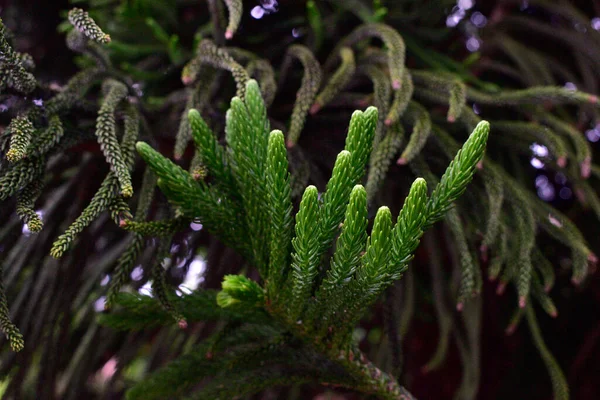 Young Green Shoots Tree Closeup — Stock Photo, Image