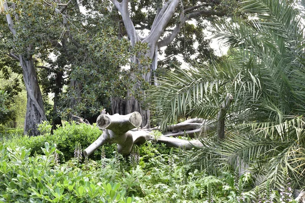 Subcreșterea Tropicală Prin Rădăcinile Copacului Căzut — Fotografie, imagine de stoc