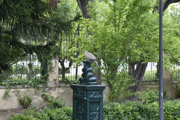 Pombo Está Sentado Fonte Park — Fotografia de Stock