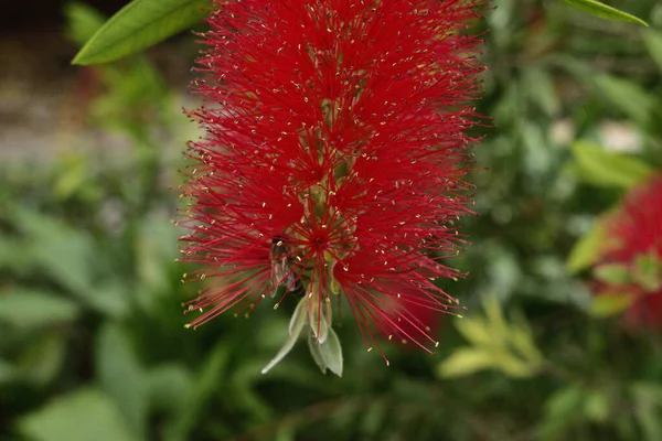 Пушистый Красный Цветок Зеленые Листья Закрывают Пчелу — стоковое фото
