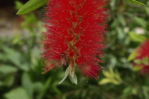 Fleur Rouge Moelleuse Feuilles Vertes Rapprochent Abeille — Photo