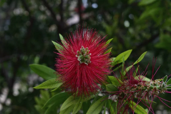 Flor Roja Esponjosa Hojas Verdes —  Fotos de Stock