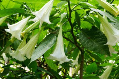 Çiçekler beyaz çanlar.