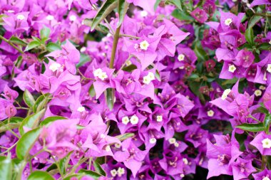 Çalı üzerinde pembe bahar çiçeği