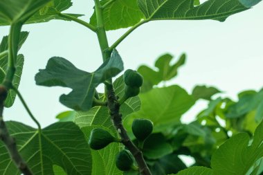 Yeşil meyveli parlak yeşil dal