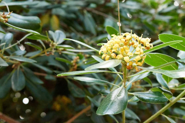 Piccoli Fiori Gialli Uno Sfondo Erba — Foto Stock