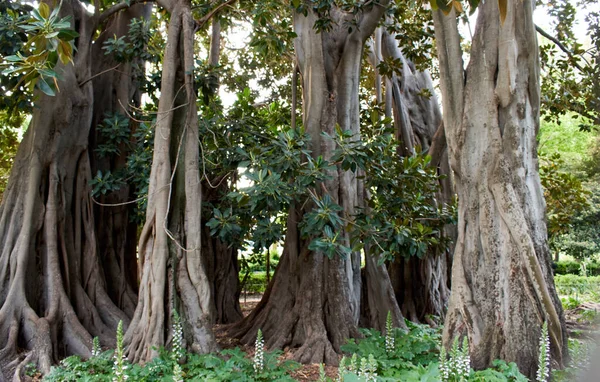 Plante Ficus Perene Uriașe Parc — Fotografie, imagine de stoc