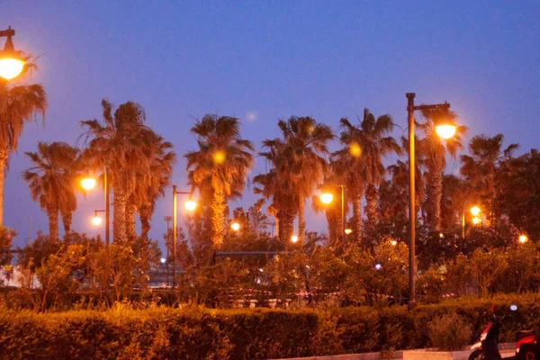 Uitzicht Avondhemel Gele Lampen Bomen — Stockfoto